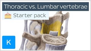 Thoracic vertebrae vs Lumbar vertebrae  Human Anatomy  Kenhub [upl. by Suoivart]