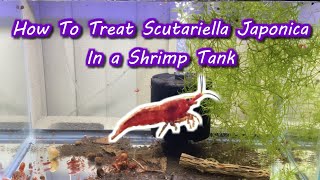 How To Treat Scutariella Japonica In a Shrimp Tank [upl. by Mossolb]