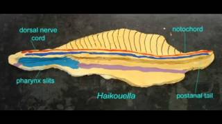 PL EXAM 1 NOTOCHORD IN CHORDATES [upl. by Einad]