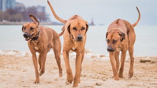 What Does A Rhodesian Ridgeback Look Like [upl. by Dalston589]