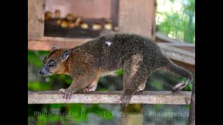 Phalangeridae Family Кускусові Phalangerids [upl. by Zaria110]