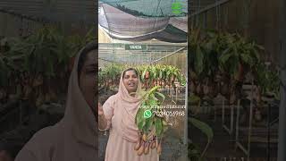 Nepenthes plant available nowCheck our website wwwsuluzorchidscom Whatsapp 7034016968nepenthes [upl. by Hubert]