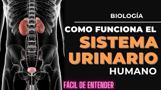 Cómo funciona el sistema urinario El increíble viaje de la orina [upl. by Marena475]