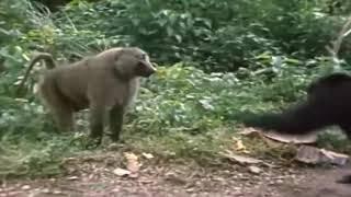 2 Chimpanzees VS Baboon [upl. by Ahseihs]