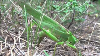 Ponte dune grande sauterelle verte vidéo assez rare [upl. by Nodnarg446]