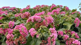 growing dombeya seminole mountain hydrangea gardendesign plants flowers garden [upl. by Starling]