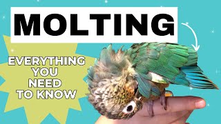 All About Molting And Pin Feathers [upl. by Krause]