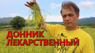 Донник лекарственныйmelilotus officinalis [upl. by Standing]