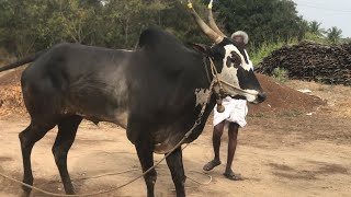 Big bull  hallikar Jallikattu bull of Muniswamy yettihalli [upl. by Mcnalley]