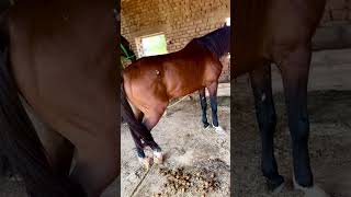 Horse video horse horse shorts [upl. by Eicam726]