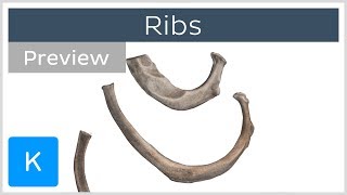 Ribs preview  Types Location amp Landmarks  Human Anatomy  Kenhub [upl. by Lemra]