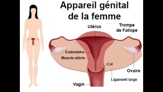 Physiologie génitale de la femme [upl. by Ahcas350]