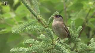 Goldencrowned Sparrow singing [upl. by Ytoc]