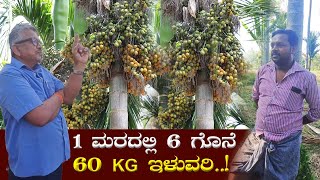 1 ಮರದಲ್ಲಿ 60 ಕೆಜಿ ಹಸಿ ಅಡಿಕೆ ಸಿಕ್ಕಿದ್ದು ಹೇಗೆ Simple way to increase areca nut yield betelnut [upl. by Esirahs]