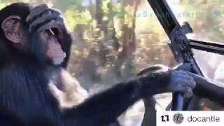 Chimpanzee driving car funny [upl. by Ettelorahc]