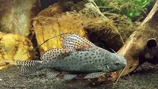 Synodontis Eupterus aka African Featherfin Squeaker Catfish [upl. by Mcculloch]