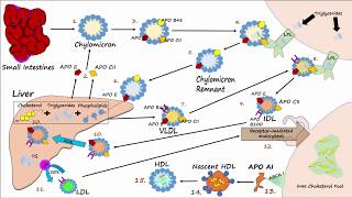 Lipid amp Lipoprotein Processing Part 3  Formation of LDL and HDL [upl. by Anurb]