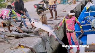 Monster Shark Fishing Video  Totally 800 kg Shark Fishing [upl. by Martica]