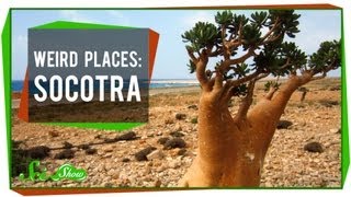 Weird Places Socotra [upl. by Pressey856]