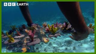 Reviving A Coral Paradise In The South Pacific  BBC Earth [upl. by Aniger744]