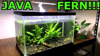 How to Propagate Java Fern  Hydroponic Emersed Grow System [upl. by Nelrah]