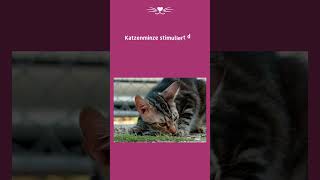 Was macht Katzenminze mit einer Katze  Katzentipps shorts [upl. by Niad]