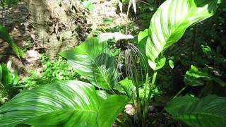 Tacca integrifolia White Batflower With Flower [upl. by Isaak]