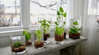 How to Make an Indoor Water Garden 🌿💦  Garden Answer [upl. by Laoj878]