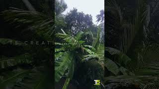 pinneyum pinneyum aaro  Rain Video  Kerala Nature  keralatourism  naturelovers  godsowncountry [upl. by Naesed920]