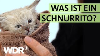 Badetag für KatzenBabys und Neustart für StraßenHunde  S02E06  Hallo Tierheim  WDR [upl. by Metts]