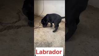 Labrador top quality and chauchau shortvideo doglover [upl. by Herv]