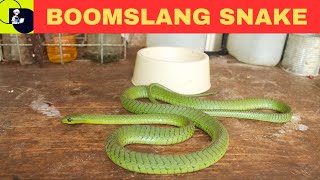 Boomslang Snake Dispholidus typus [upl. by Lorenzo]