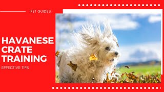 Havanese Dog Crate TrainingEffective Tips [upl. by Nitsuj592]