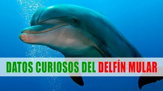 Delfín mular Delfín nariz de botella Tursiops truncatus  Datos curiosos de animales [upl. by Av]