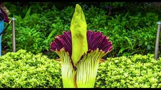 Corpse Flower Timelapse Video Chicago Botanic Garden [upl. by Plate423]