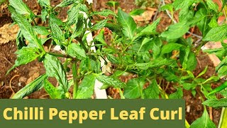 Aphids and whitefly infestation on chilli pepper plant [upl. by Nagaek695]