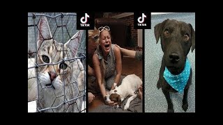 Prova a NON PIANGERE compilation ANIMALI domestici VIDEO BREVI [upl. by Llevol]