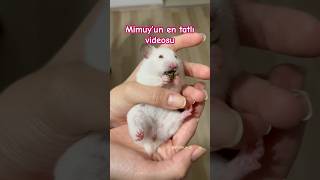 Ispanak yiyen baby hamster Mimuy pets hamsters [upl. by Sirron]