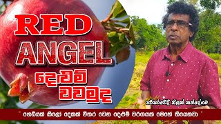 quot RED ANGELS quot දෙළුම් වවමුද  RED ANGELS Pomegranate  Sri Lanka ThilakKandegama [upl. by Artenahs]