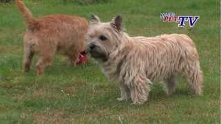 Cairn Terrier Informationen zur Rasse [upl. by Anthia]