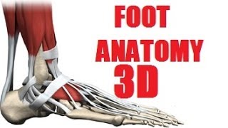 Foot Muscles Anatomy part 22 [upl. by Laurita]