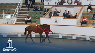 Tattersalls December July Sale 2024 Day 3 Review [upl. by Lirba]