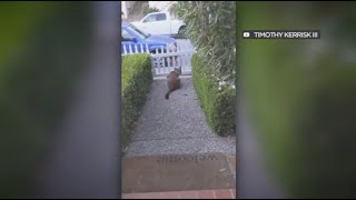 Close encounter with mountain lion caught on video in California  ABC7 [upl. by Agn]