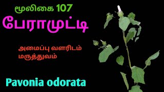 பேராமுட்டி மூலிகைPavonia odorataperamutty herbal plant [upl. by Atinit]