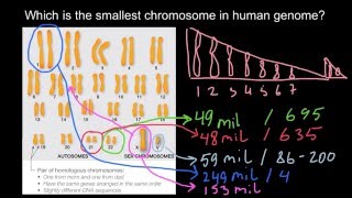 Which chromosome is the smallest in Human Genome [upl. by Allyn]