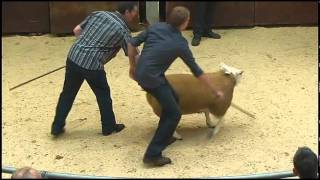 Highlights from The Scottish National Show and Sale of Texel Sheep  Ram Lambs  2011flv [upl. by Ayhay325]