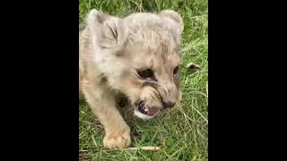 cute baby Lion roaring sound on video 🦁🦁 [upl. by Jahncke]