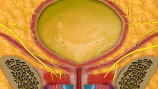 The detrusor muscle  Animated Atlas of BPH and OAB [upl. by Gnuhn]