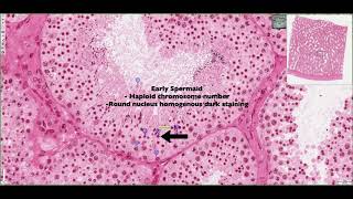 Histology of the Seminiferous Tubules amp Interstitium 4K [upl. by Adnoyek]