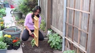 How to Grow Sugar Snap Peas amp Tomatoes on the Same Trellis  The Chefs Garden [upl. by Boehike197]